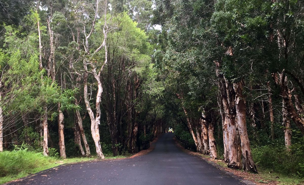 Black River Gorges National Park Day Drive