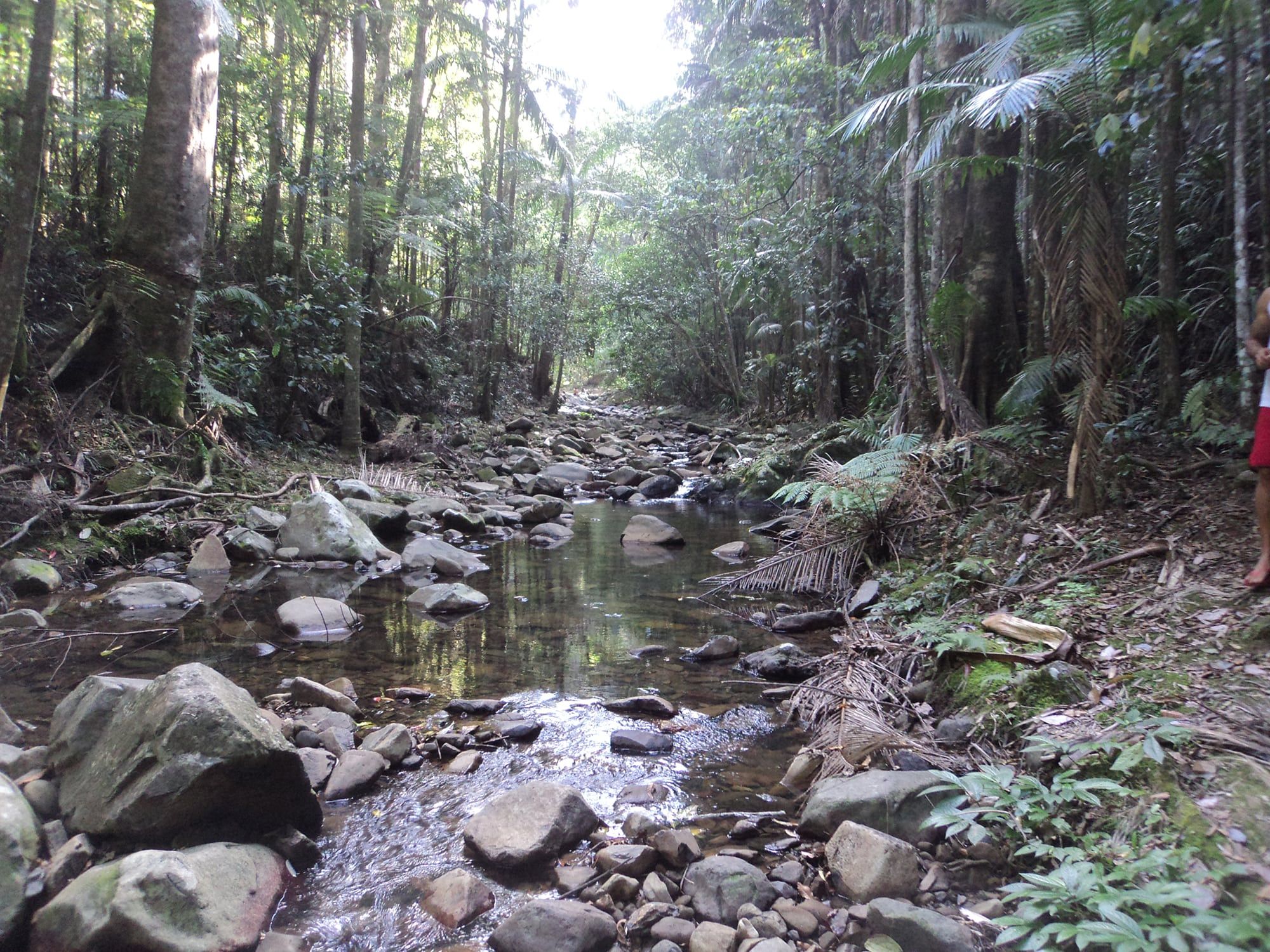 A creek passing though the nature of Coolangatta