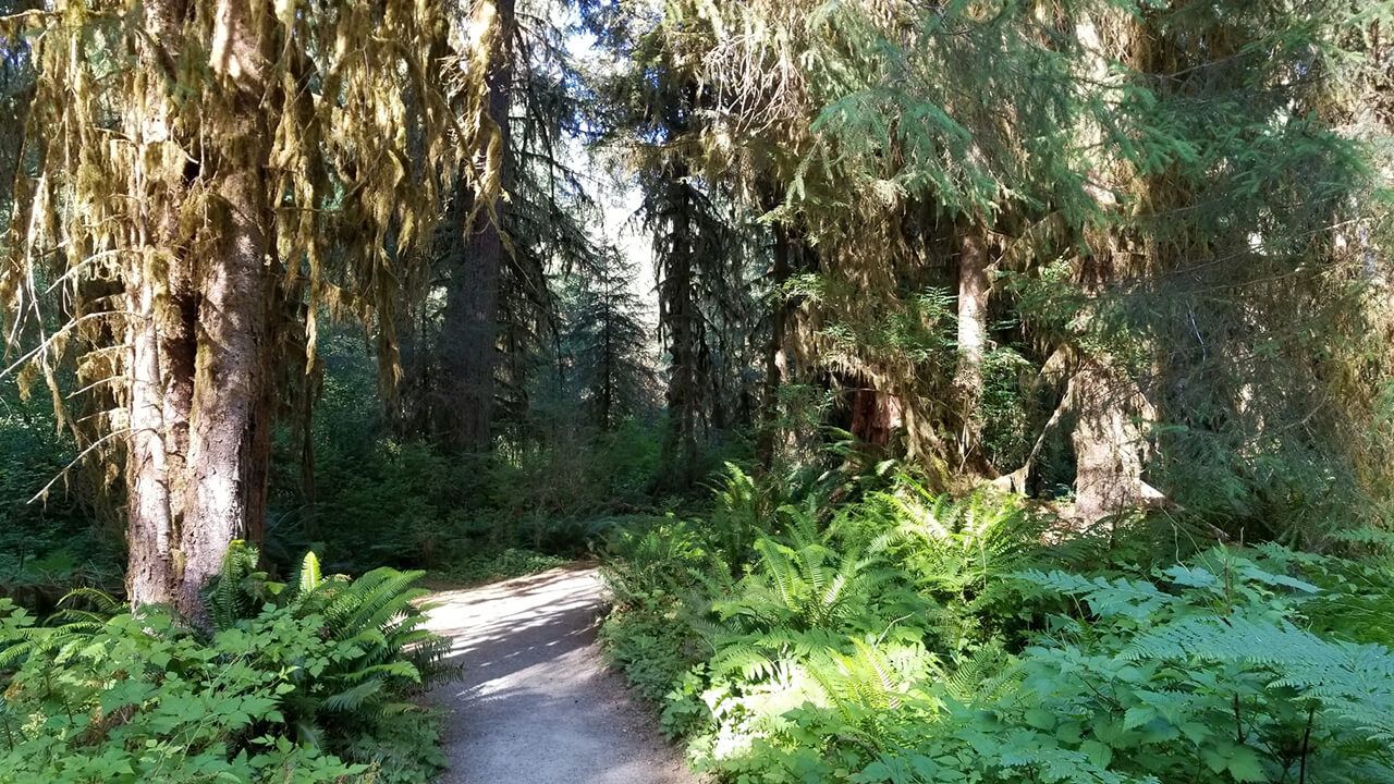 Forks and Hoh Rainforest