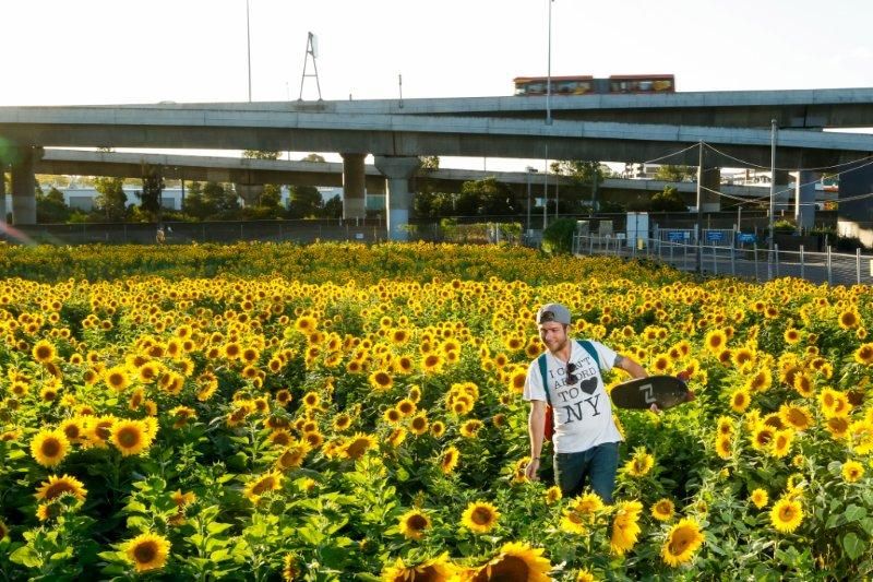 B. Youngz strolling through the sunflower field