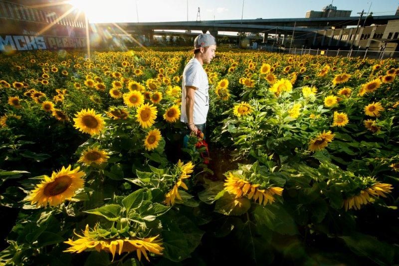 B. Youngz staring into the sunflower field