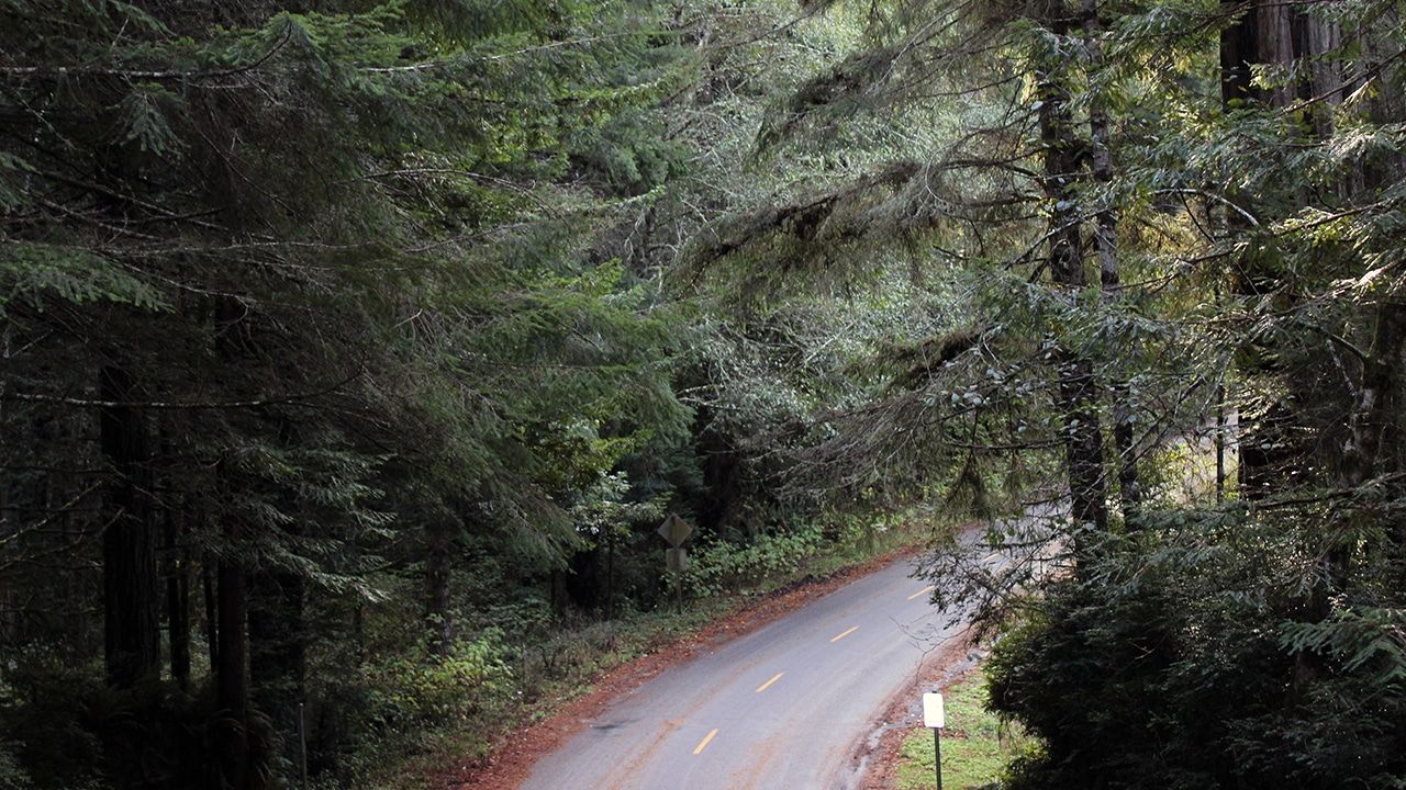 Redwoods National Park - Home of the Tallest Trees