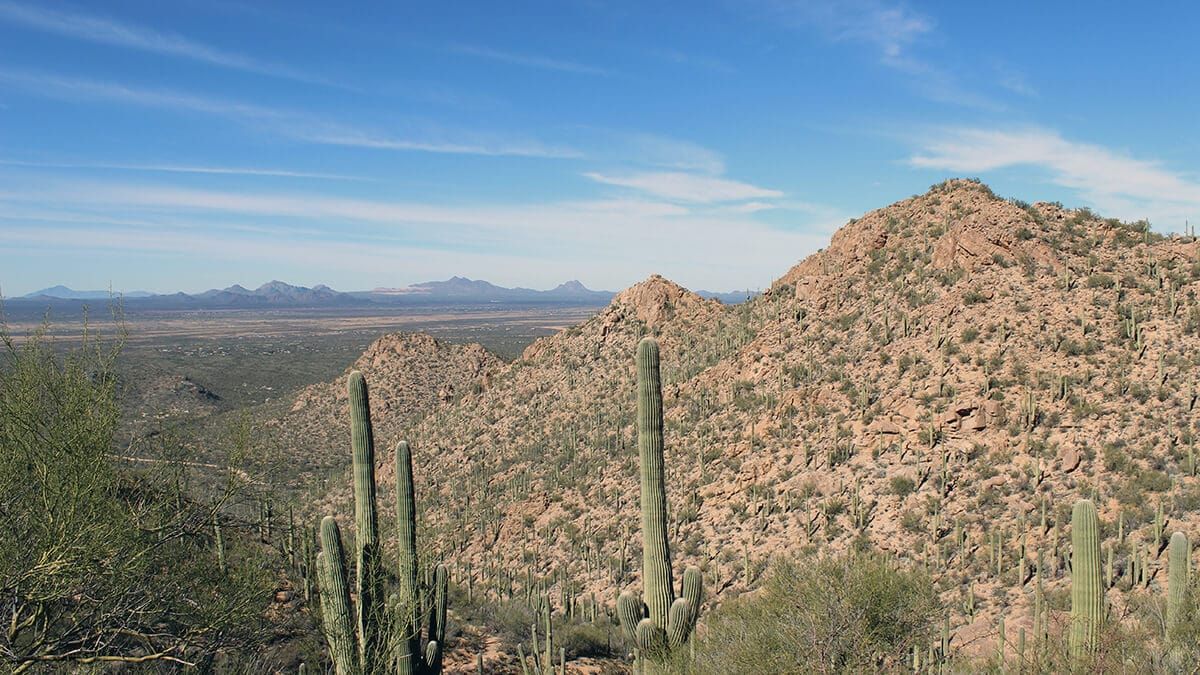 Saguaro National Park in Tucson