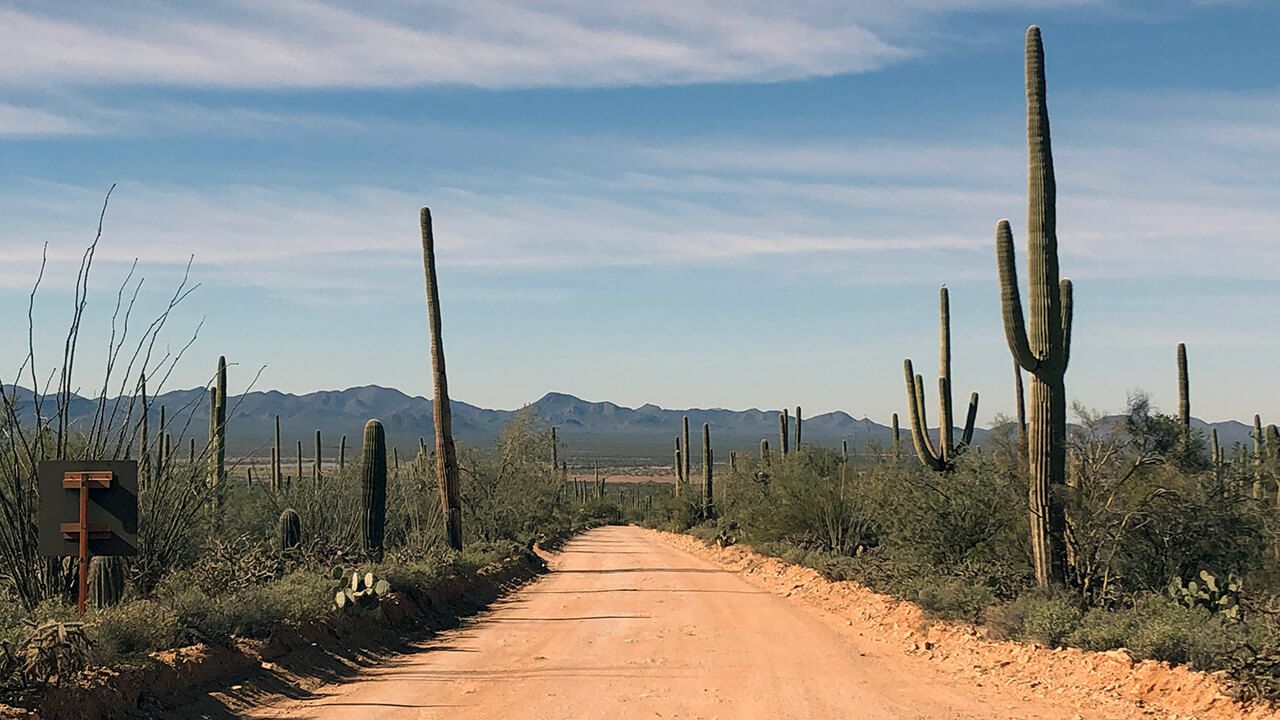 Saguaro National Park